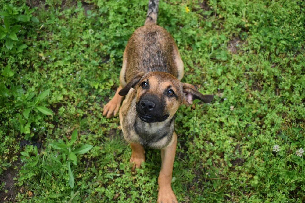 adoptable Dog in Vail, AZ named Lazaro