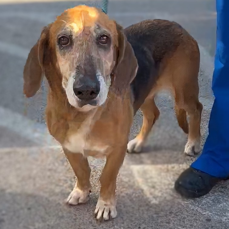 adoptable Dog in Vail, AZ named Agatha