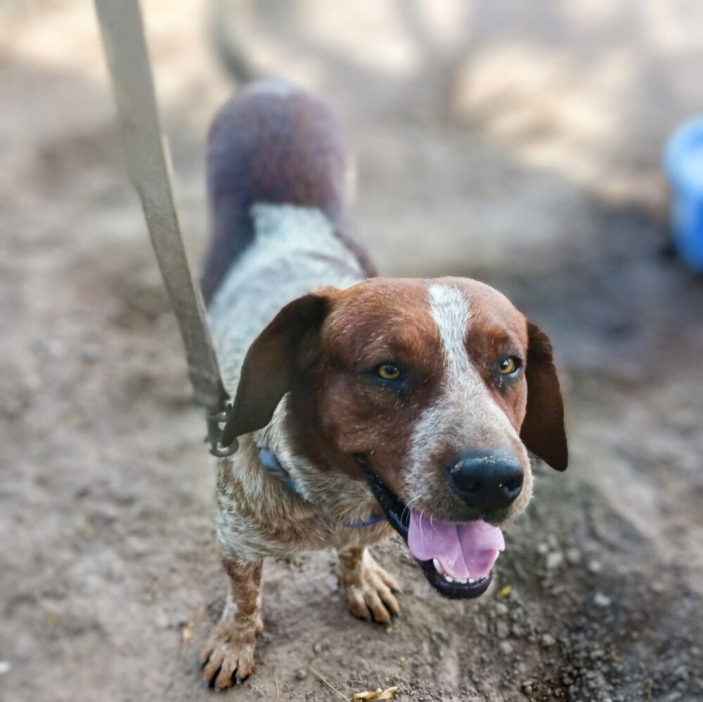 adoptable Dog in Vail, AZ named Junior