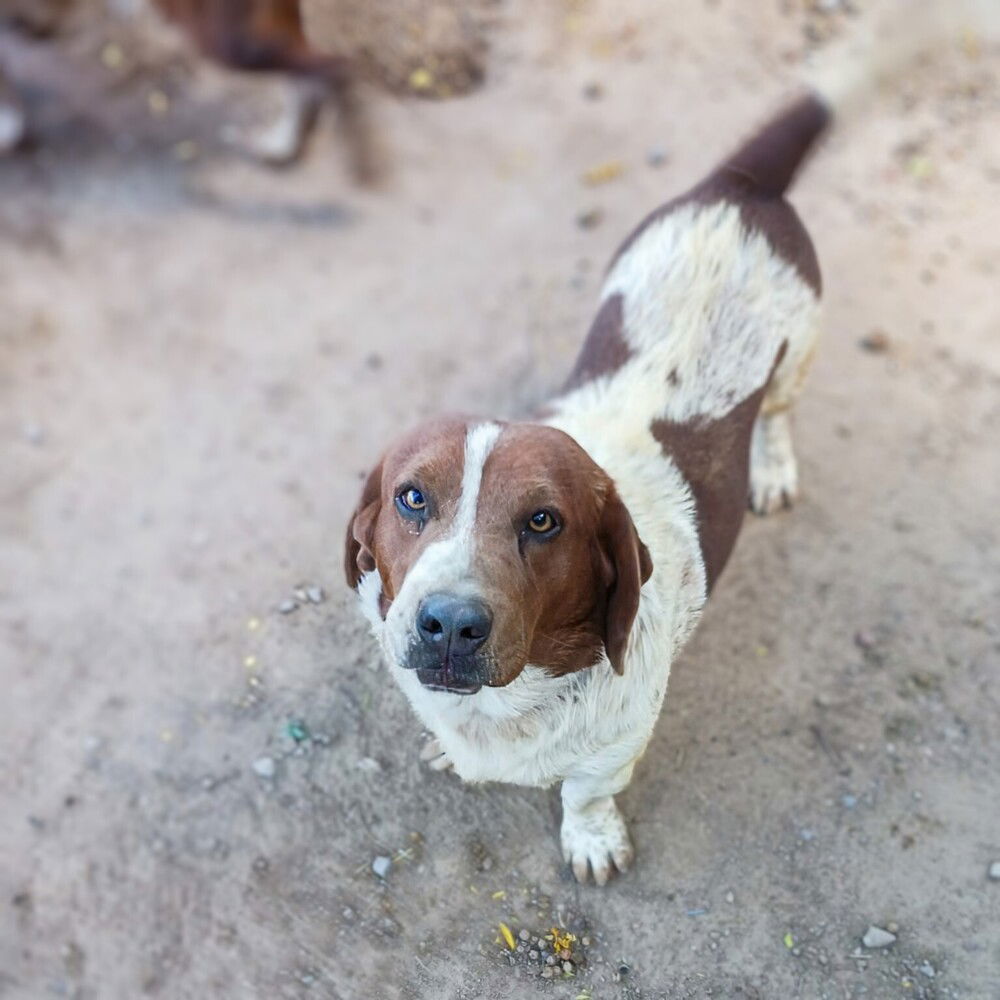 adoptable Dog in Vail, AZ named Oreo