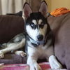 adoptable Dog in Vail, AZ named Yuki