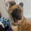 adoptable Dog in , AZ named Mr Man