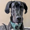 adoptable Dog in , AZ named Creek