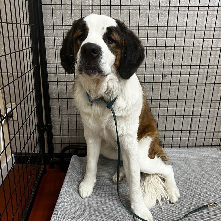 adoptable Dog in Vail, AZ named Theodore