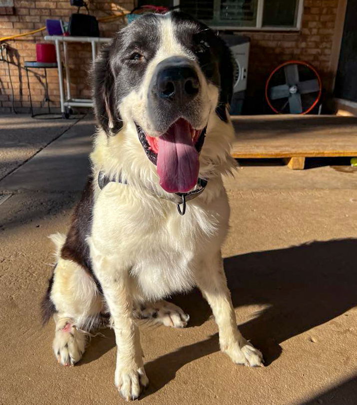 adoptable Dog in Vail, AZ named Nicholas