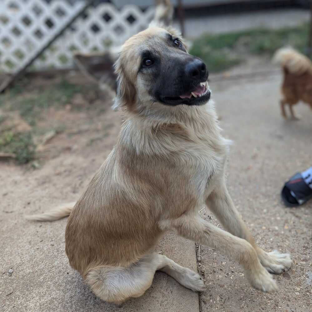 adoptable Dog in Vail, AZ named Audrey