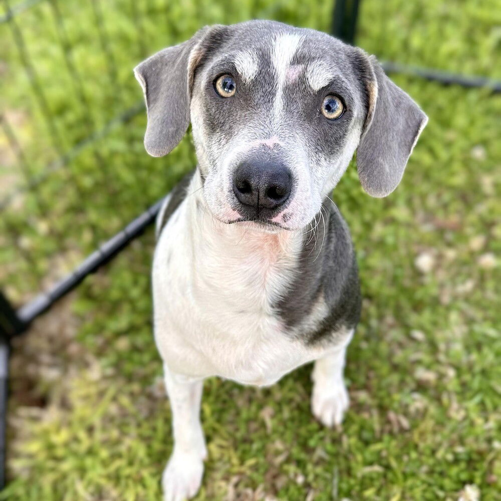 adoptable Dog in Vail, AZ named Archie