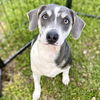 adoptable Dog in , AZ named Archie