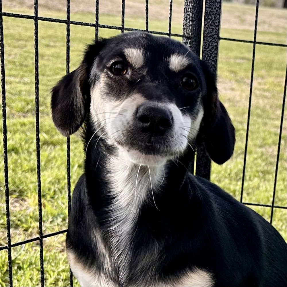 adoptable Dog in Vail, AZ named Hawaii