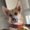 adoptable Dog in , AZ named Kota