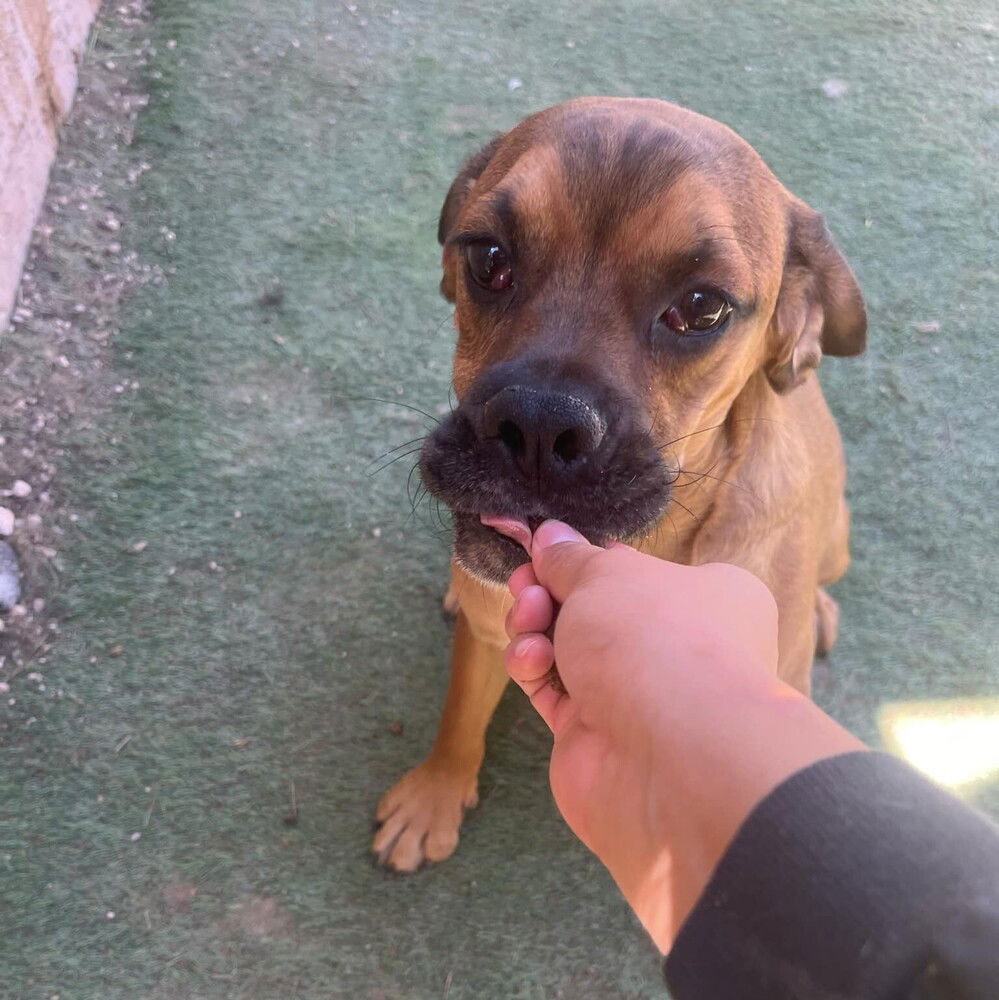 adoptable Dog in Vail, AZ named Hondo