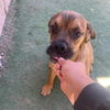 adoptable Dog in , AZ named Hondo