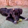 adoptable Dog in , AZ named Lizzie