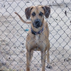 adoptable Dog in , AZ named Jester