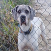 adoptable Dog in , AZ named Jasmine