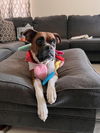 adoptable Dog in  named Bailey