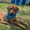 adoptable Dog in  named Carter