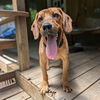 adoptable Dog in vail, AZ named Fierro