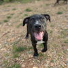 adoptable Dog in  named Atticus