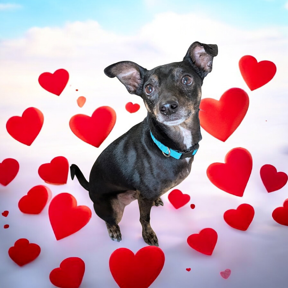 Dexter Image