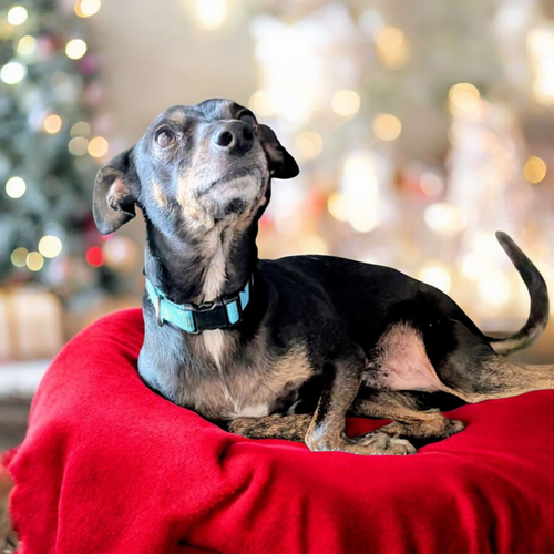 DEXTER - Terrier available for adoption