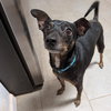 Dexter - Photo 3