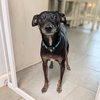Dexter - Photo 4