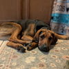 adoptable Dog in vail, AZ named Deacon