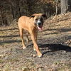 adoptable Dog in  named Yoshi