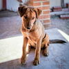 adoptable Dog in Vail, AZ named Celia