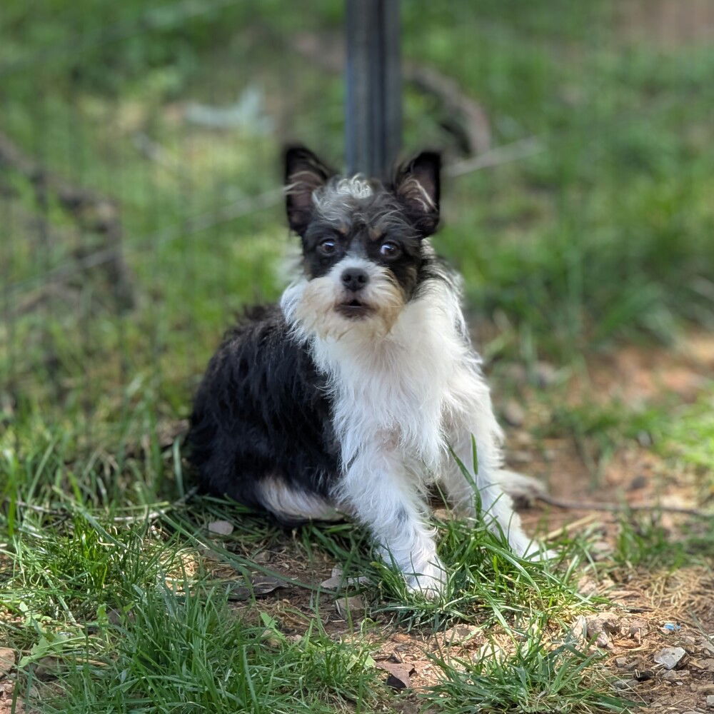 adoptable Dog in Vail, AZ named Sassy