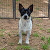 adoptable Dog in Vail, AZ named Bandit