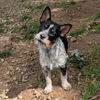 adoptable Dog in vail, AZ named Dixie