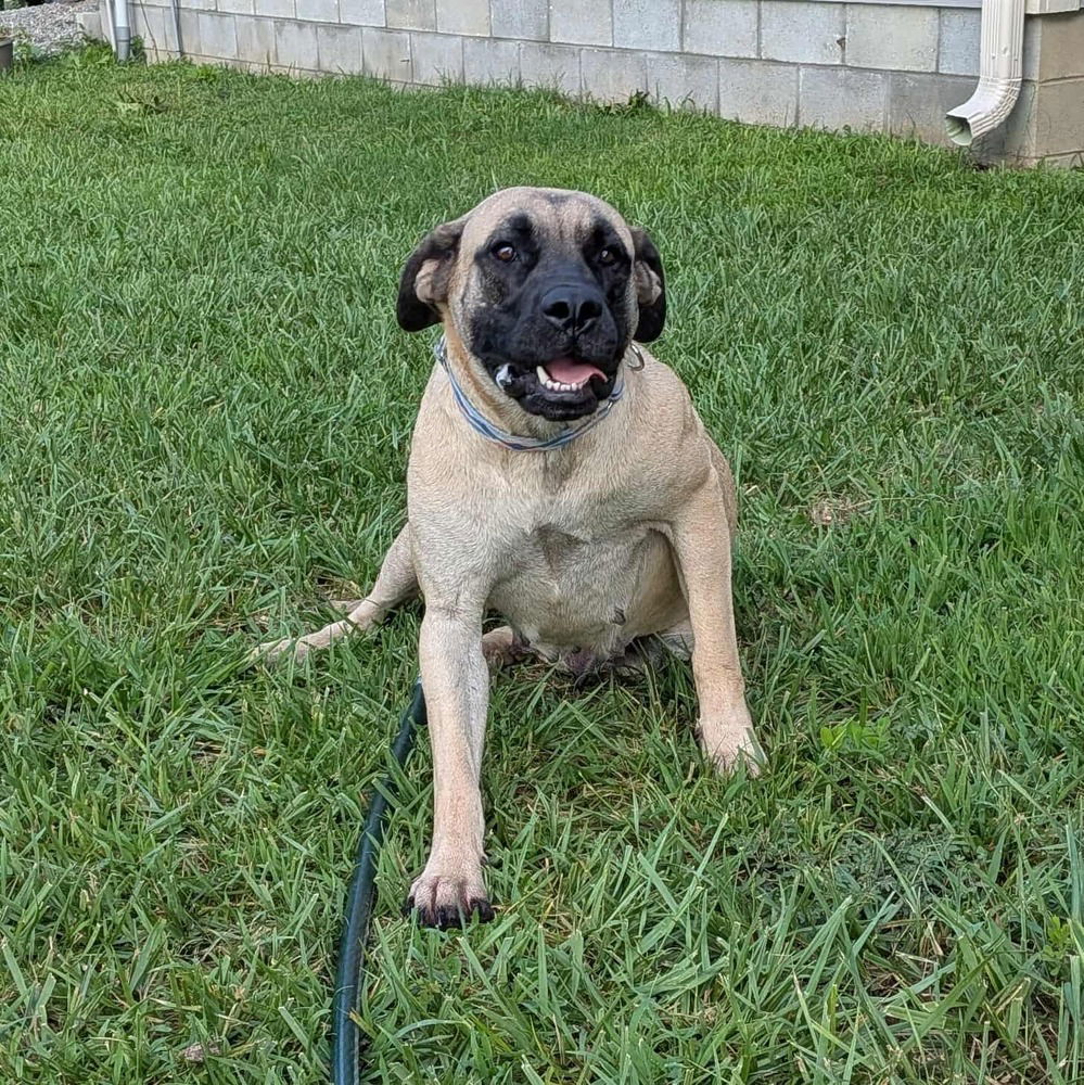 adoptable Dog in Vail, AZ named Lucy