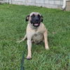 adoptable Dog in  named Lucy