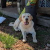 adoptable Dog in Vail, AZ named Bane