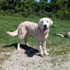 adoptable Dog in Vail, AZ named Auggie