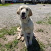 adoptable Dog in vail, AZ named Derby