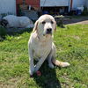 adoptable Dog in Vail, AZ named B-line