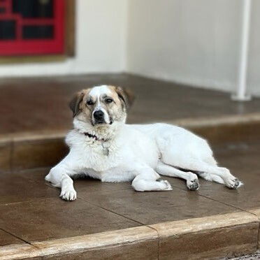 adoptable Dog in Vail, AZ named Zoe