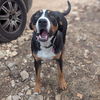 adoptable Dog in  named Mango