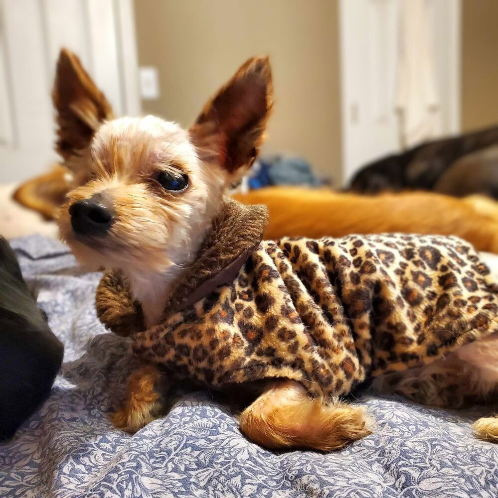 adoptable Dog in Vail, AZ named Coraline