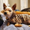 adoptable Dog in  named Coraline
