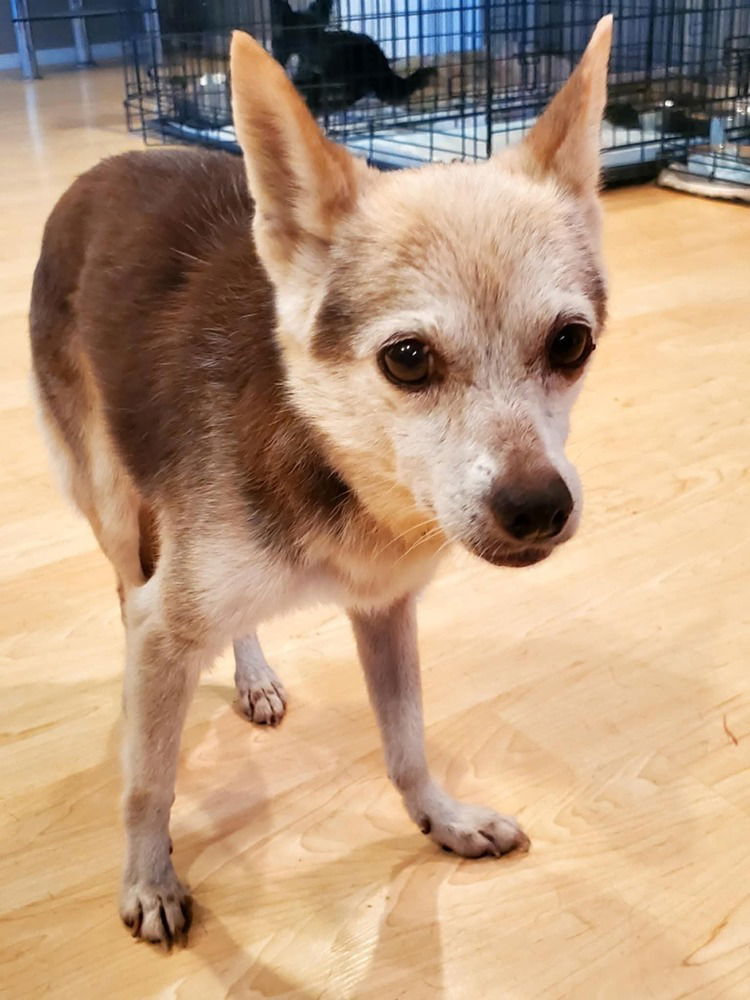 adoptable Dog in Vail, AZ named Cha Cha