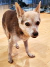 adoptable Dog in , AZ named Cha Cha