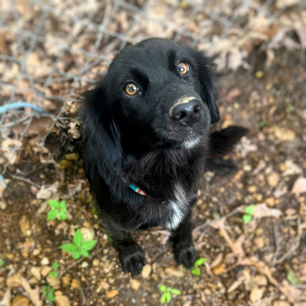 adoptable Dog in Vail, AZ named Maze