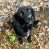 adoptable Dog in , AZ named Maze