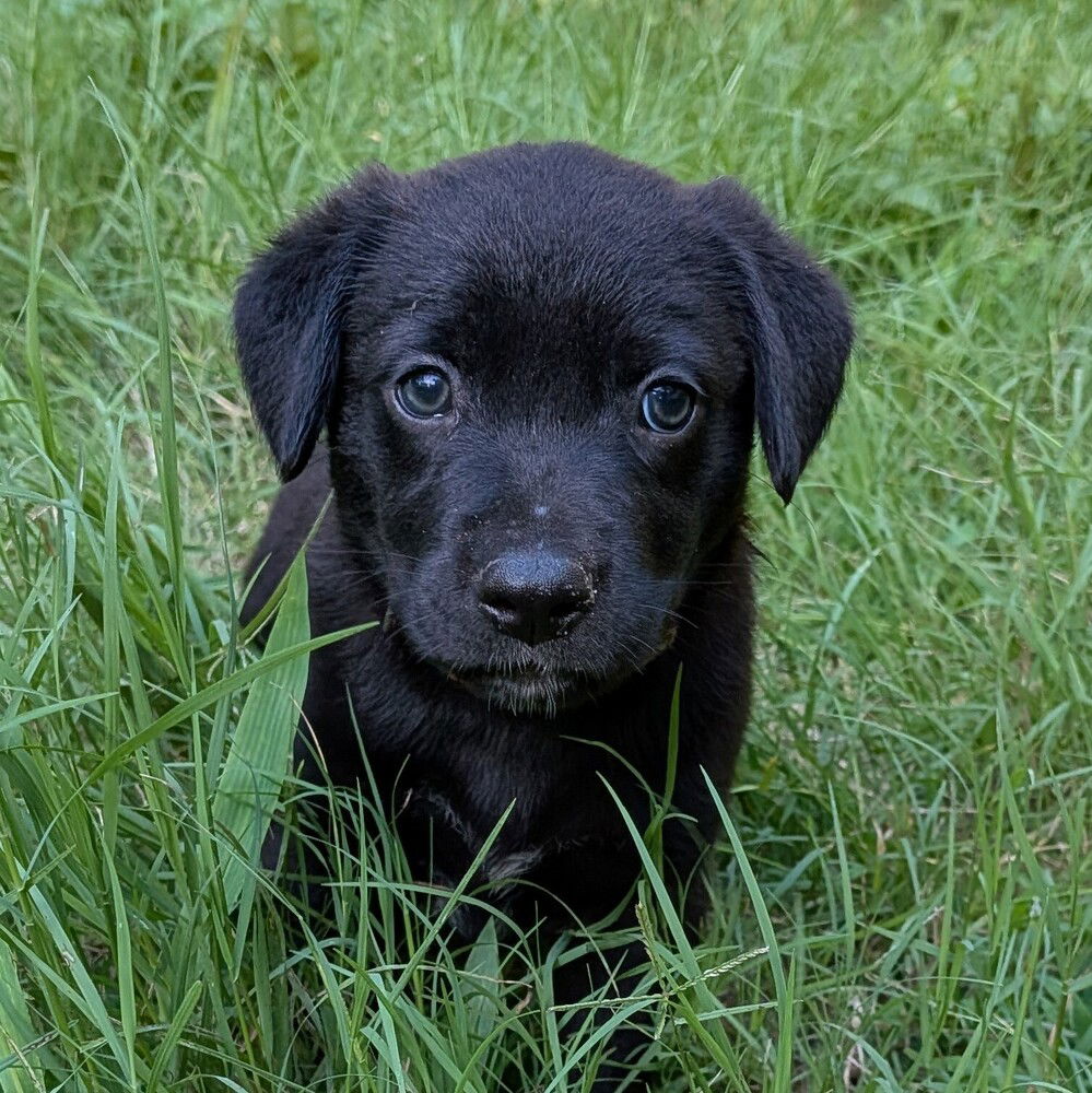 adoptable Dog in Vail, AZ named Merk