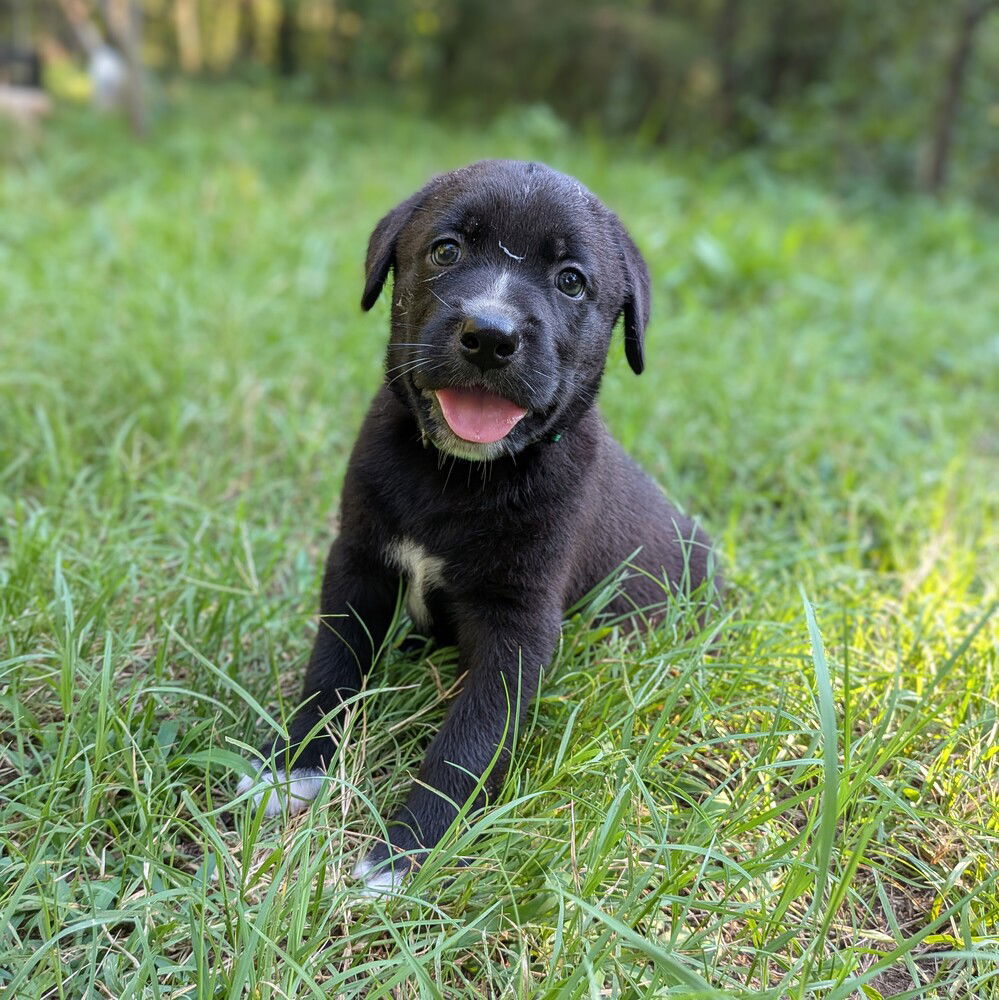 adoptable Dog in Vail, AZ named Brawn