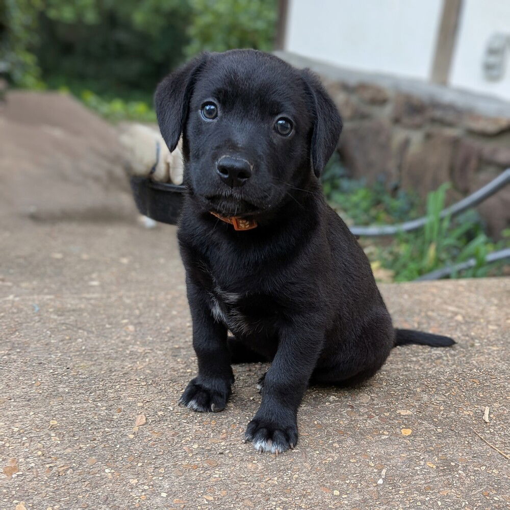 adoptable Dog in Vail, AZ named Duncan